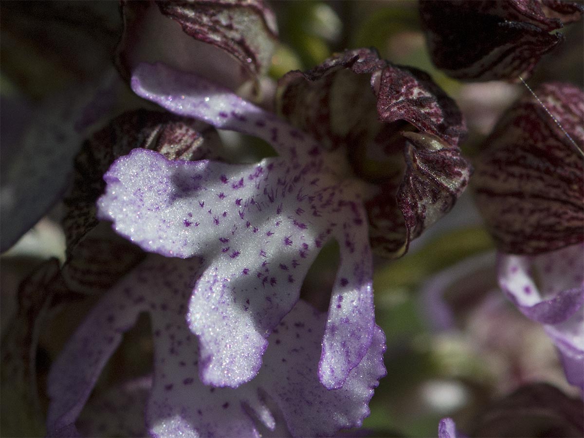 Orchis purpurea